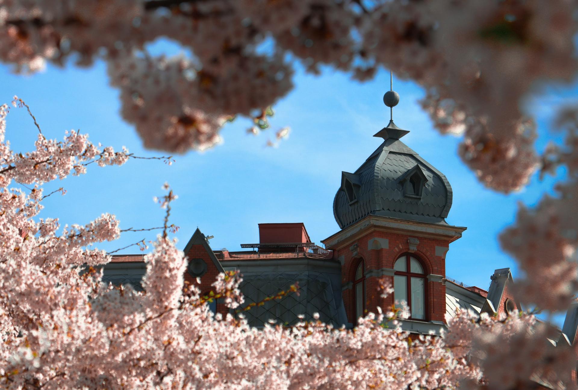 Historisk byggnad vid Järntorget i Göteborg omgiven av blommande körsbärsträd